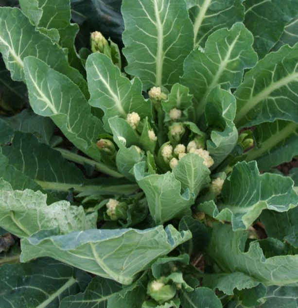 Broccoli White Eye
