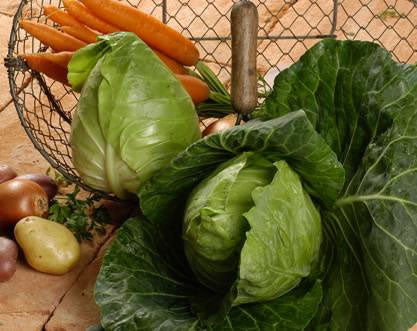Cabbage Cape Horn F1