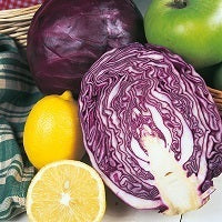 picture of Cabbage Red Drumhead