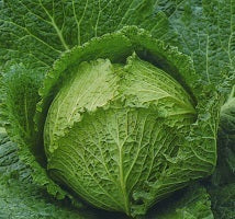 picture of A YEAR OF CABBAGES