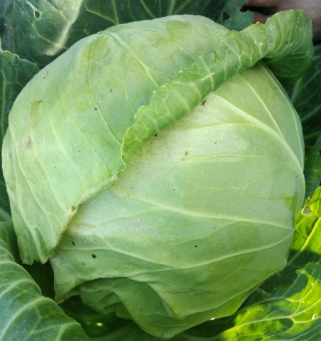 AUGUST CABBAGES FOR SPRING!