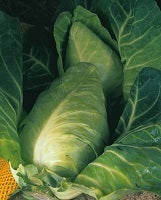 picture of Cabbage Durham Early