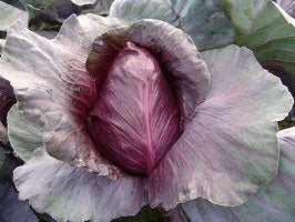 picture of A YEAR OF CABBAGES