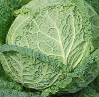 picture of Cabbage Savoy Perfection