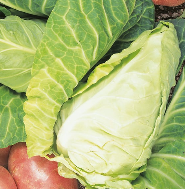 Cabbage April