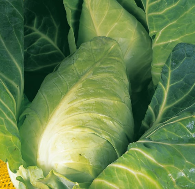 Cabbage Durham Early