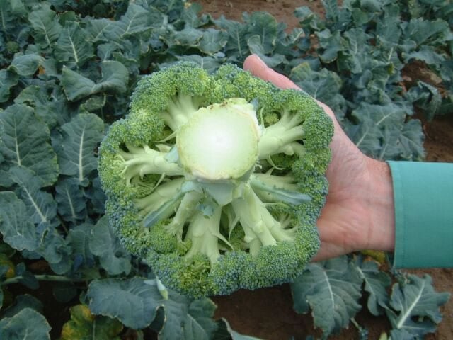 Calabrese Parthenon F1