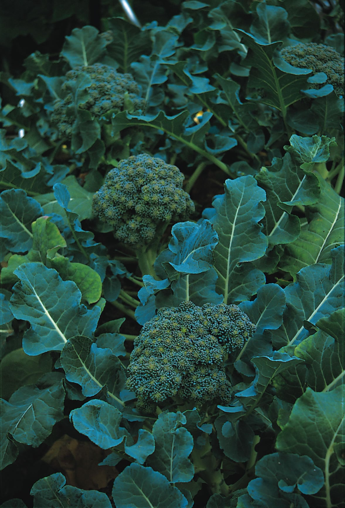 Calabrese Green Sprouting