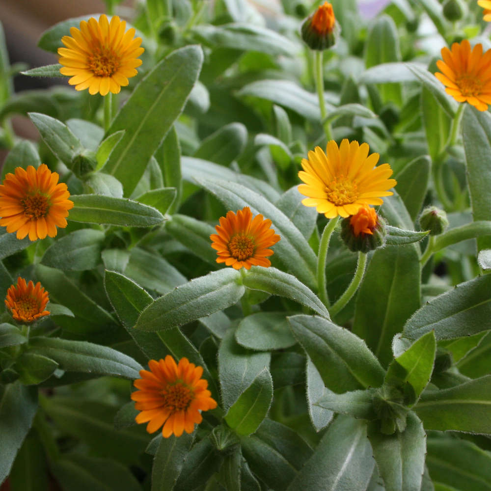 picture of Calendula Wintersun