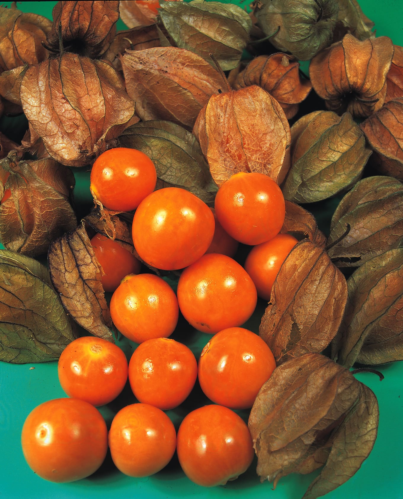Cape Gooseberry