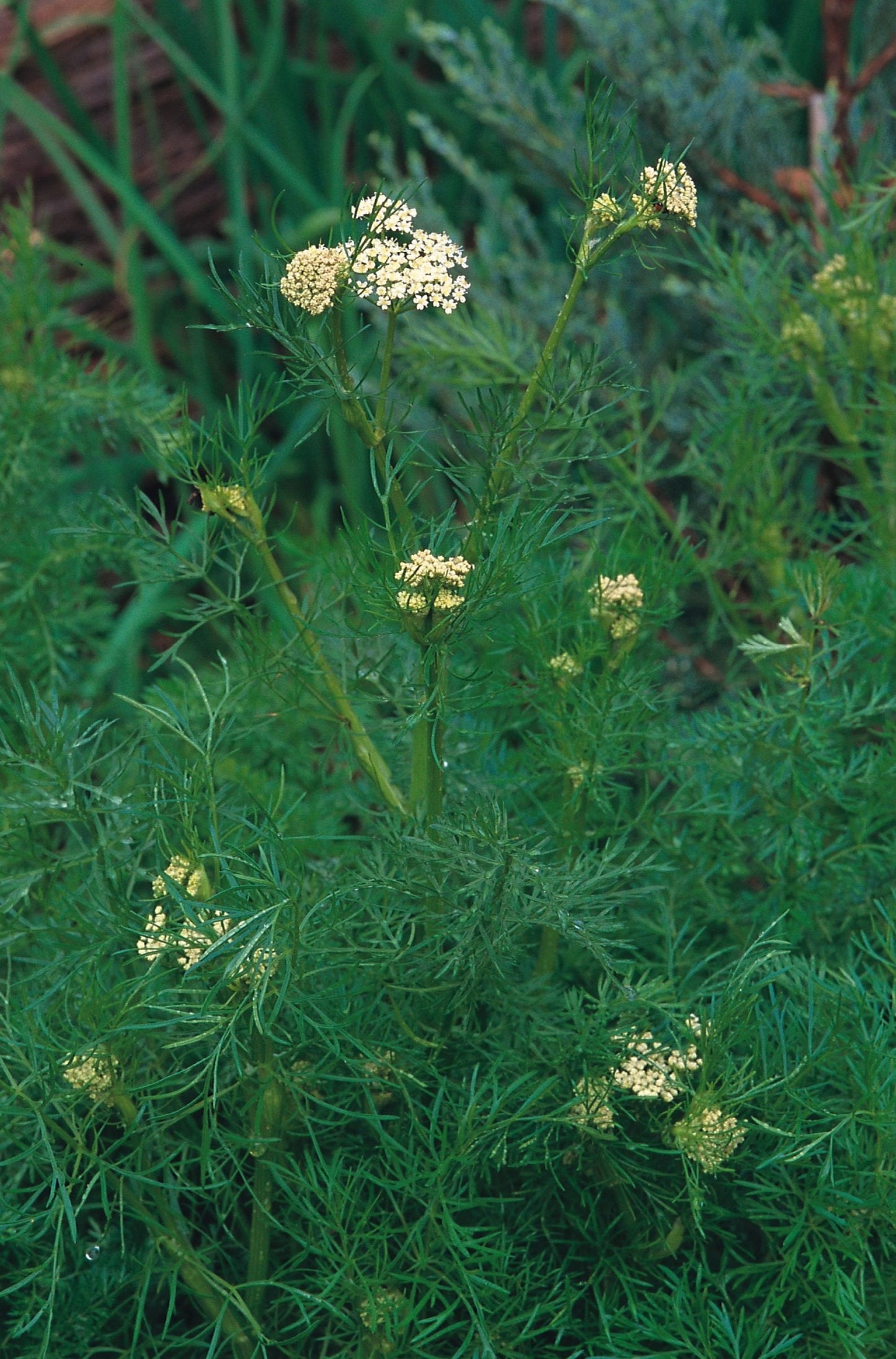 Caraway
