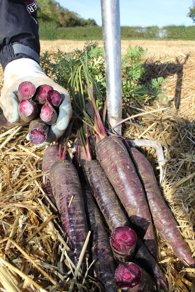 picture of Carrot Purple Sun F1