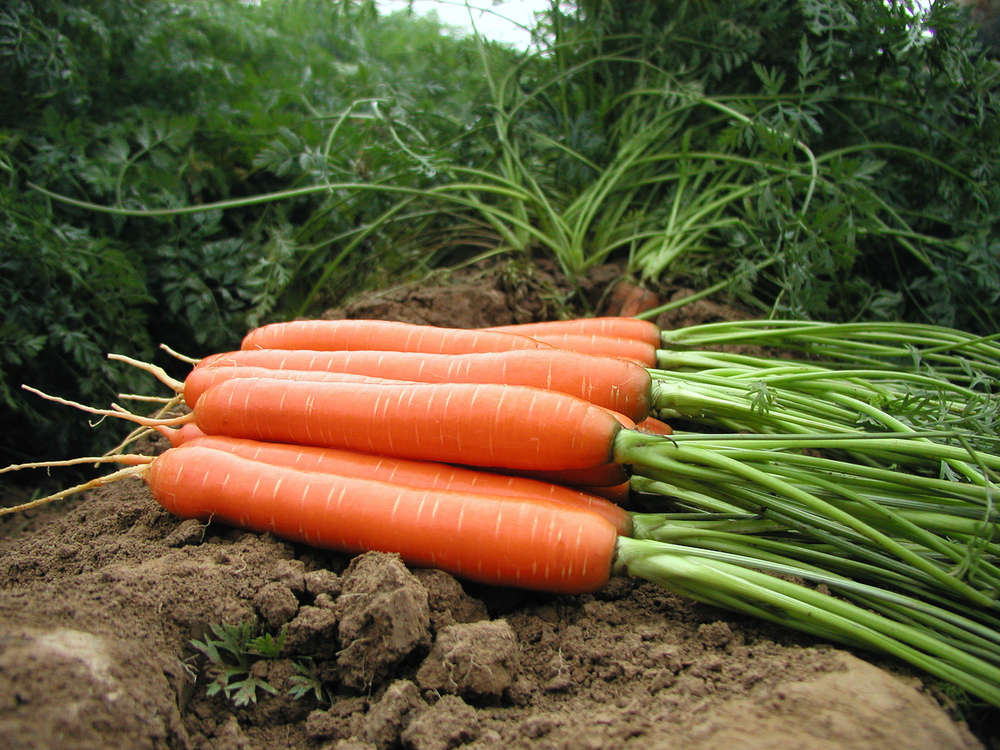 picture of Carrot Romance F1
