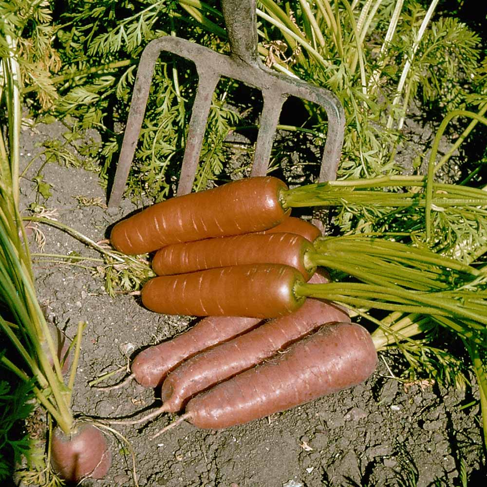 Carrot Flyaway F1