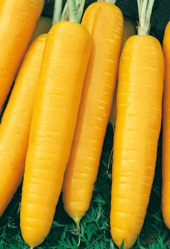 Carrot Jaune De Doubs