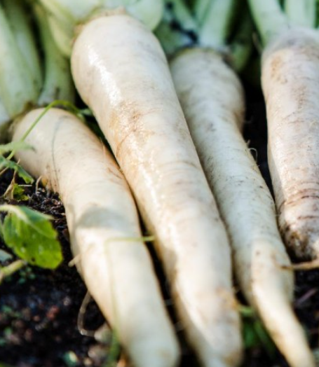 Carrot Luna White