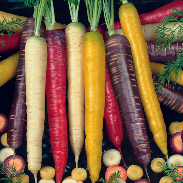 Carrot Rainbow Mix