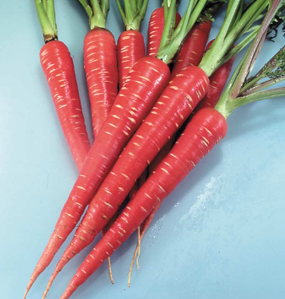 Carrot Red Samurai F1