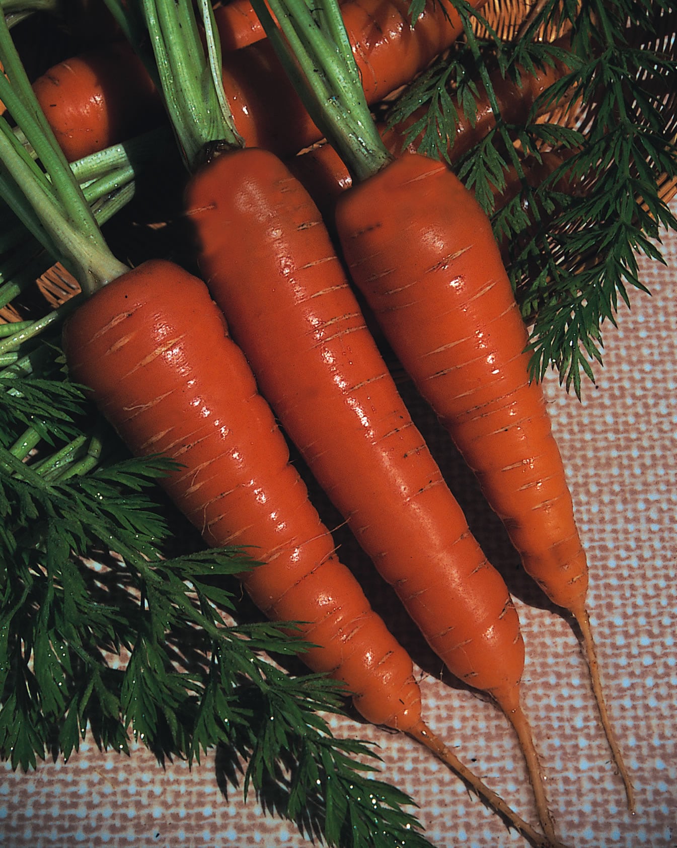 Carrot Royal Chantenay
