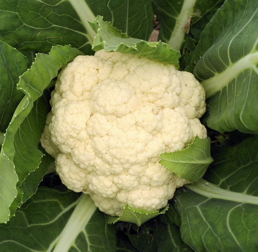 Cauliflower Tabiro