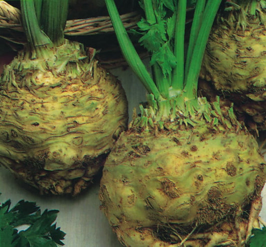 Celeriac Prague Giant