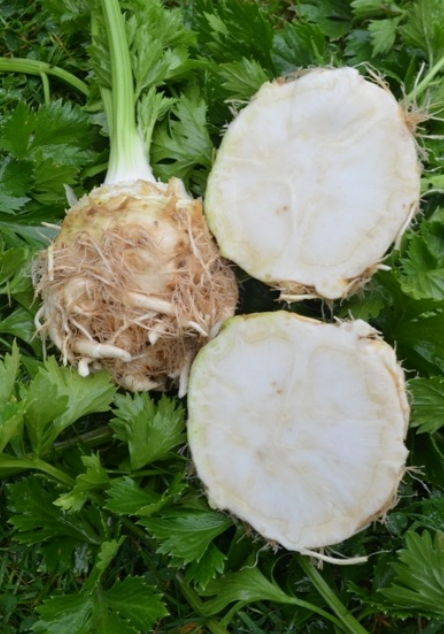 Celeriac Ibis