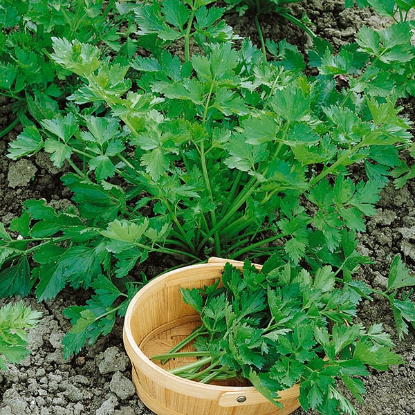 Celery Leaf