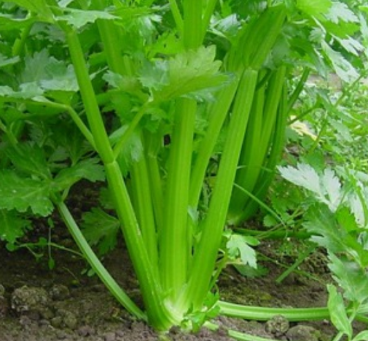 Celery Tall Utah