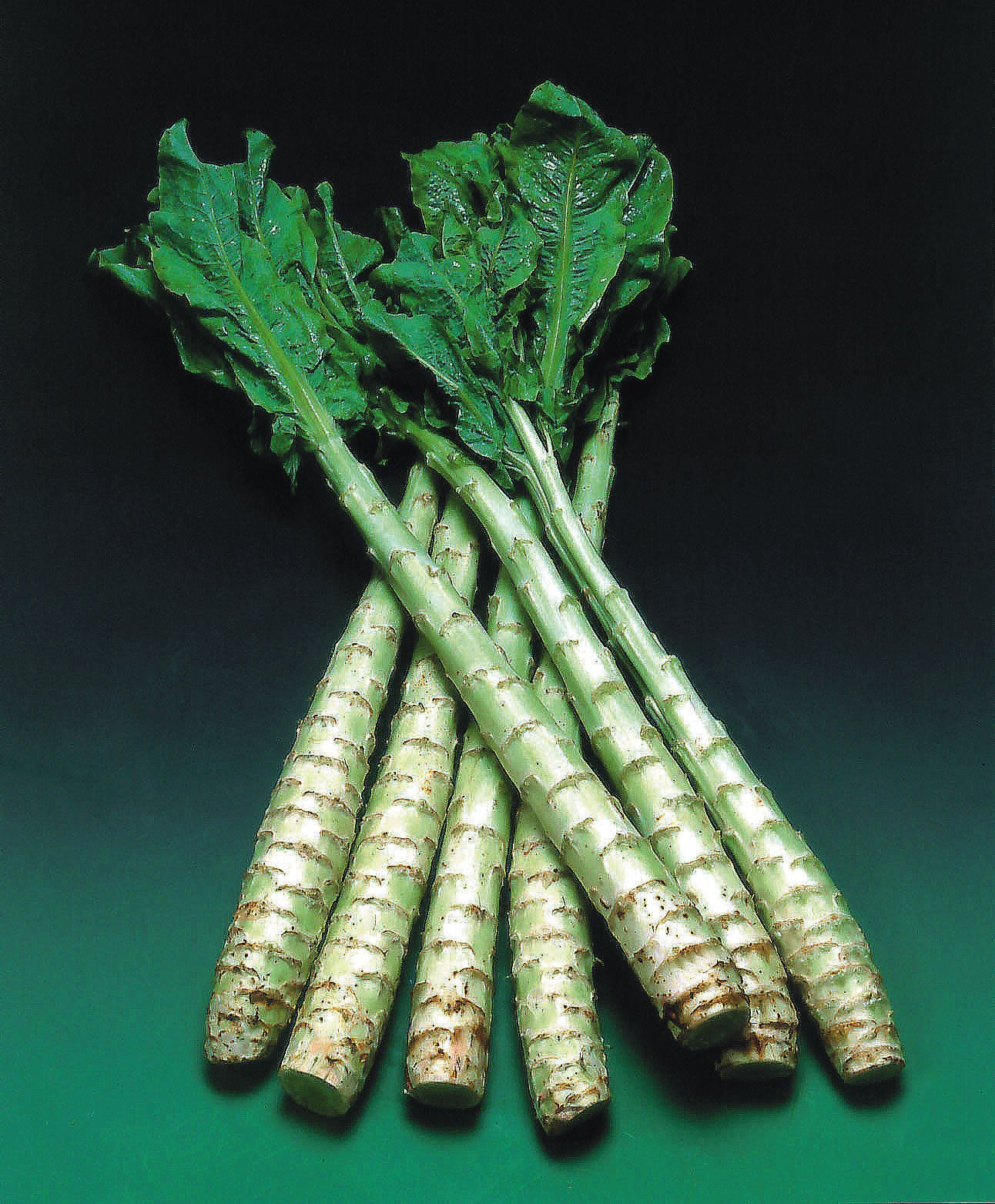 Celtuce