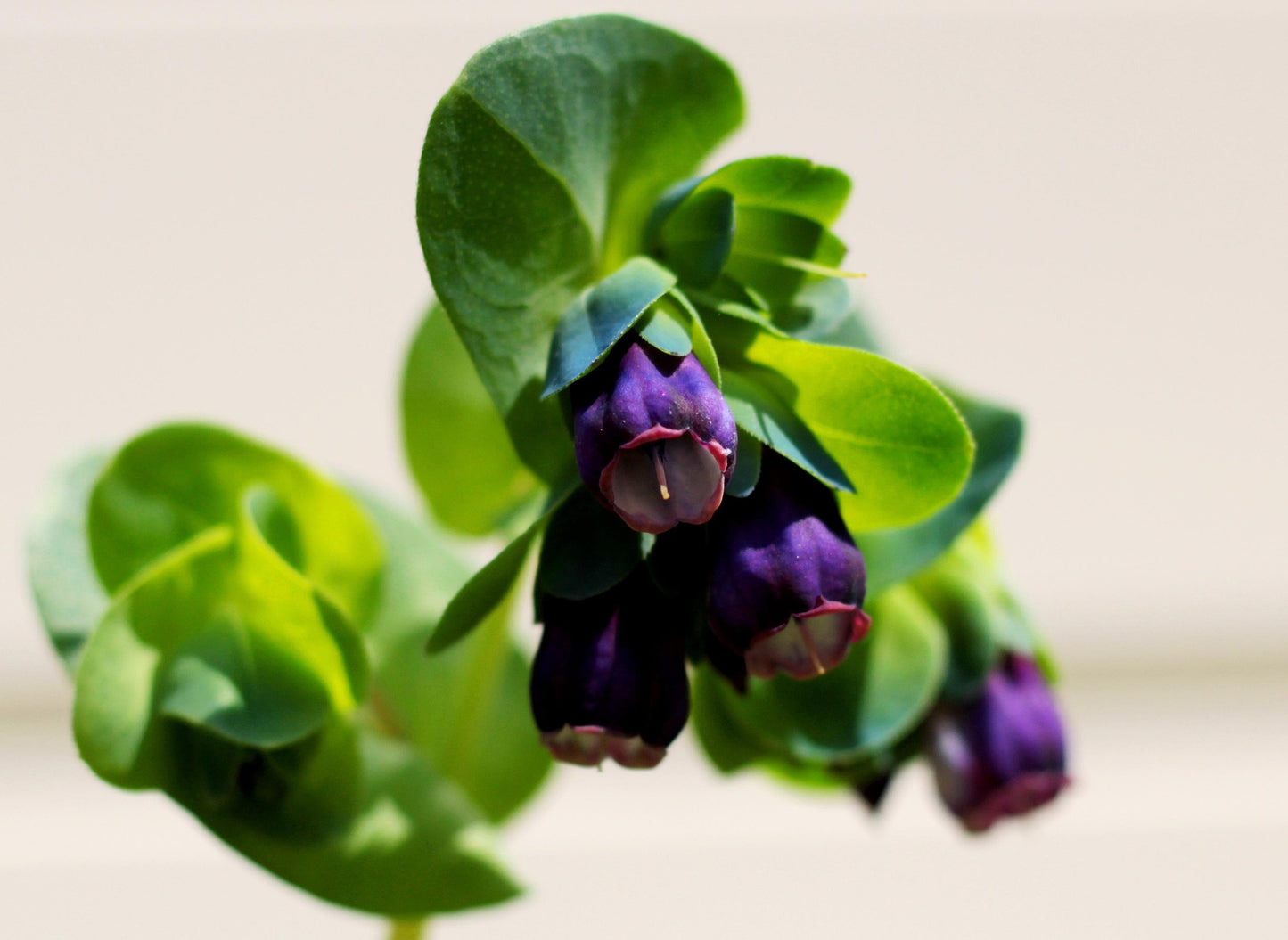 Cerinthe Major Purpurascens