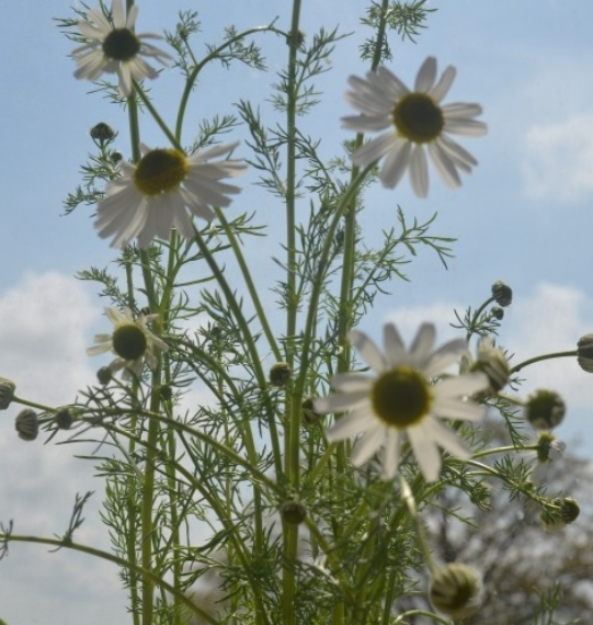 Chamomile