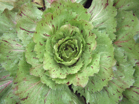 picture of Chicory Varigata Di Castelfranco