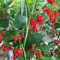 picture of CHILLI SMORGASBORD
