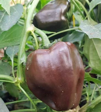 WARM CHILLI TRIO 2026