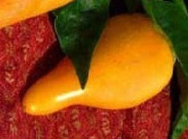 picture of Chilli Orozco