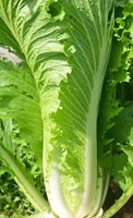 picture of Chinese Cabbage Granat naturally nurtured seed