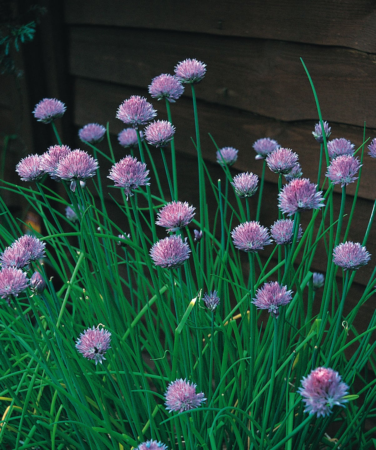 Chives