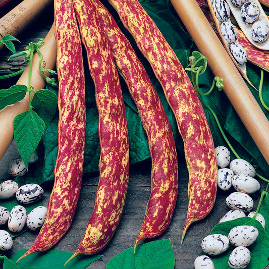 Climbing French Bean Barlotta Lingua Di Fuoco