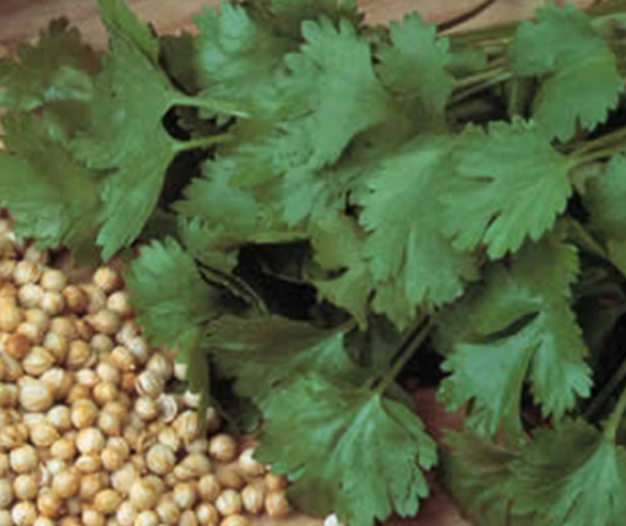 Coriander Cilantro