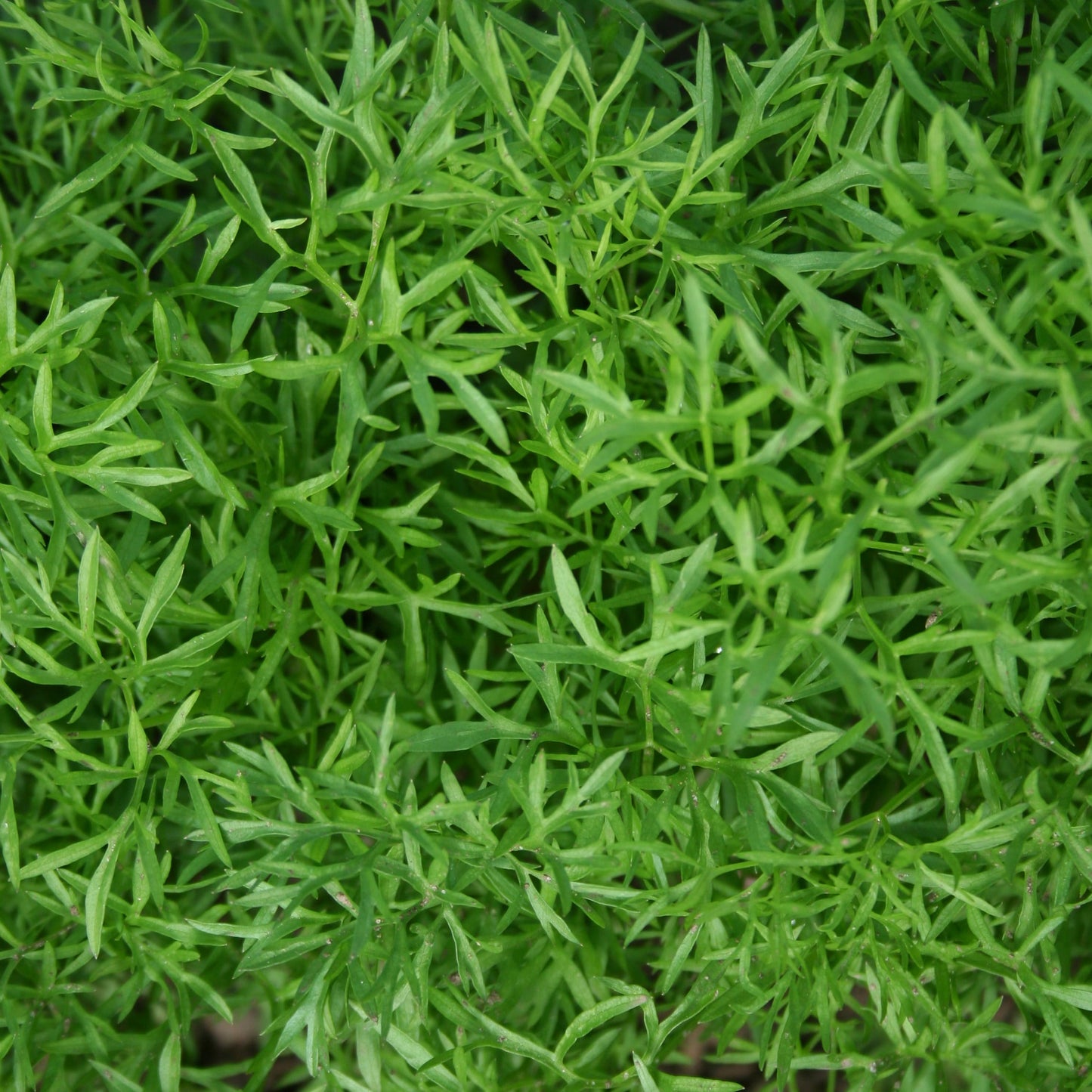 Coriander Confetti