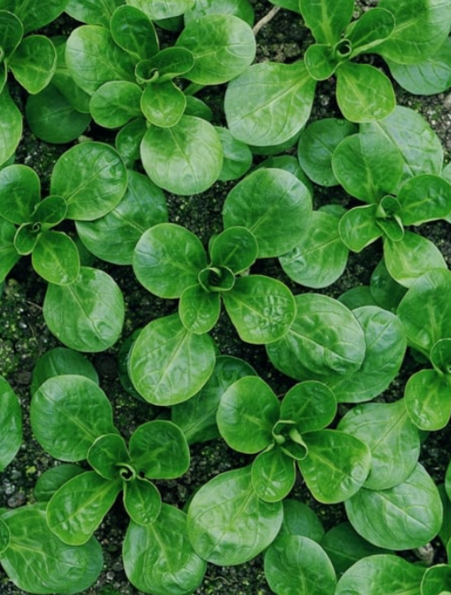 Corn Salad Grote Noord Hollandse