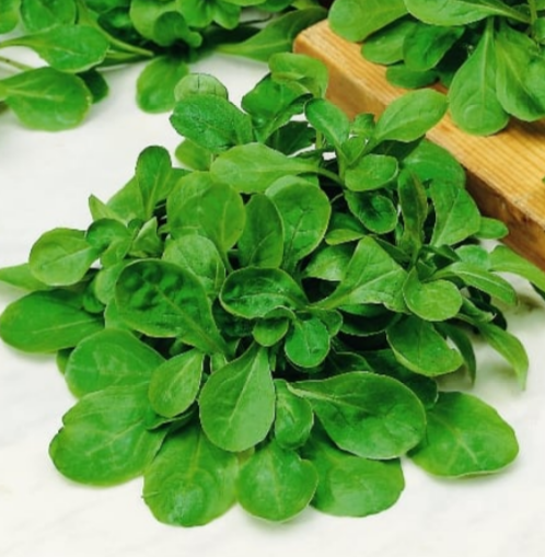 Corn salad Verte De Cambrai