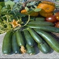 picture of Courgette Early Gem F1