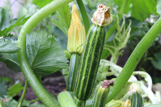 Courgette Zucchini Italian Striped