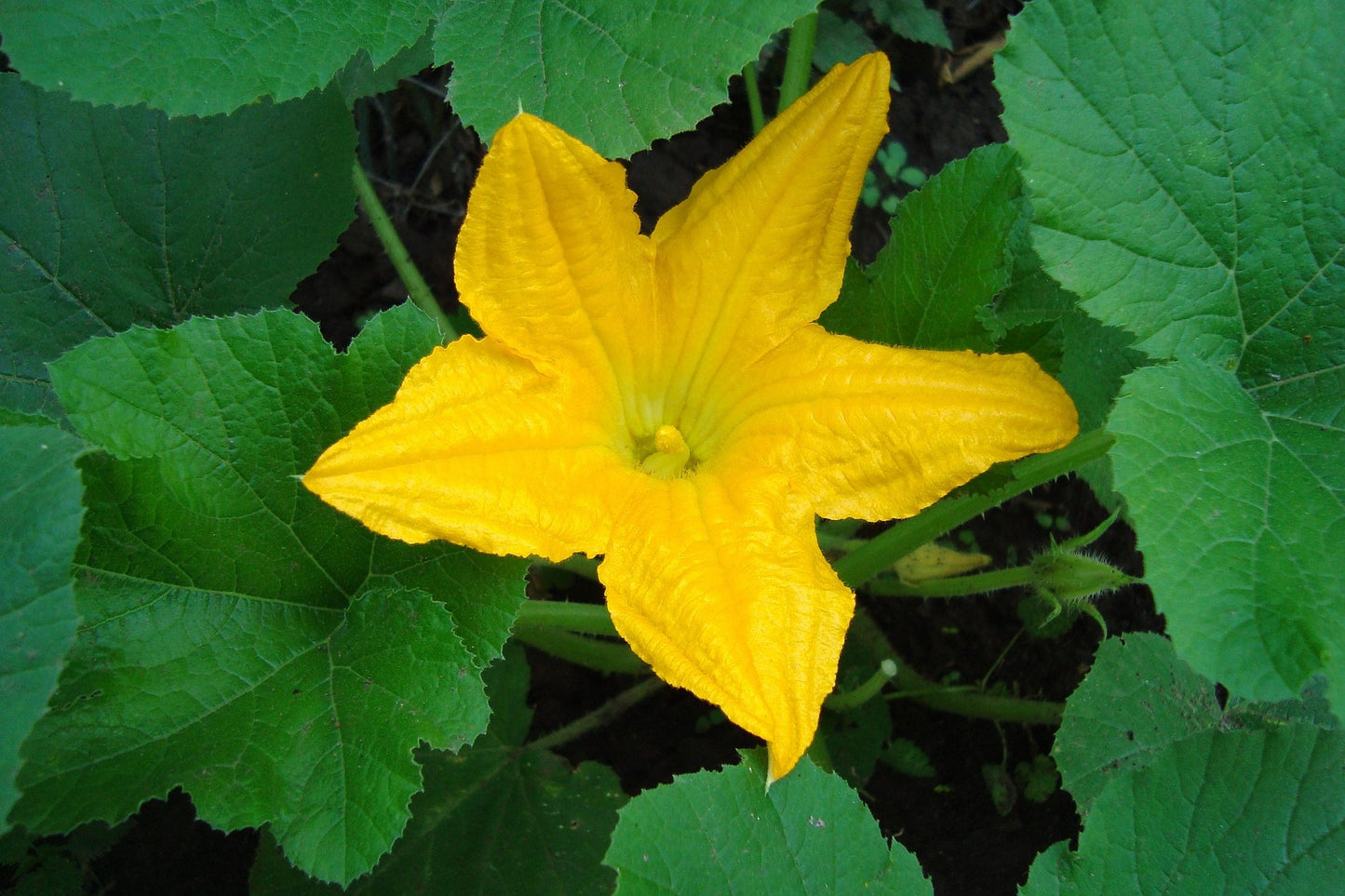 Courgette Summer Sun F1