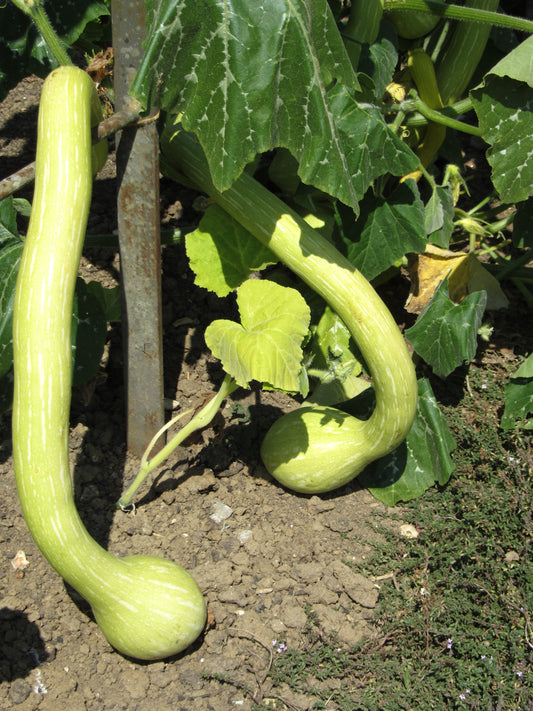 Courgette Tromborcino Albenga