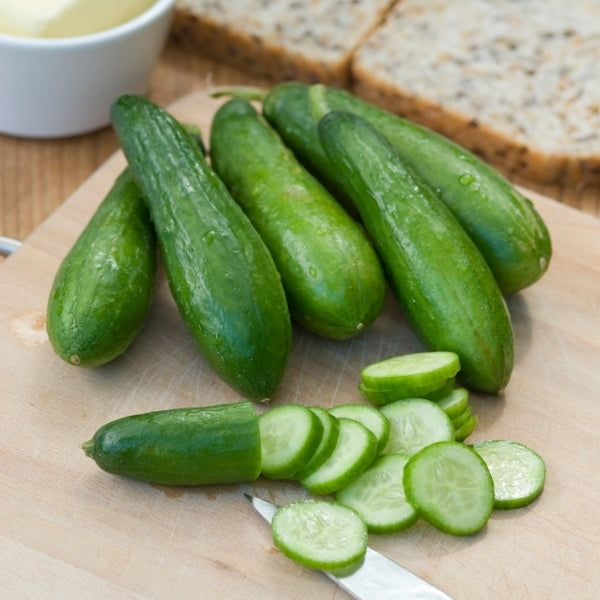 picture of Cucumber Mini Munch F1