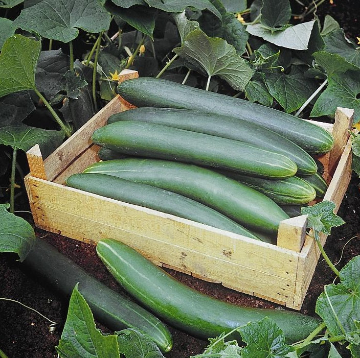 Cucumber Tanja