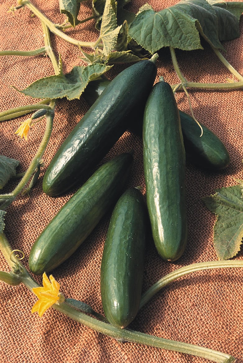 Cucumber Diva F1