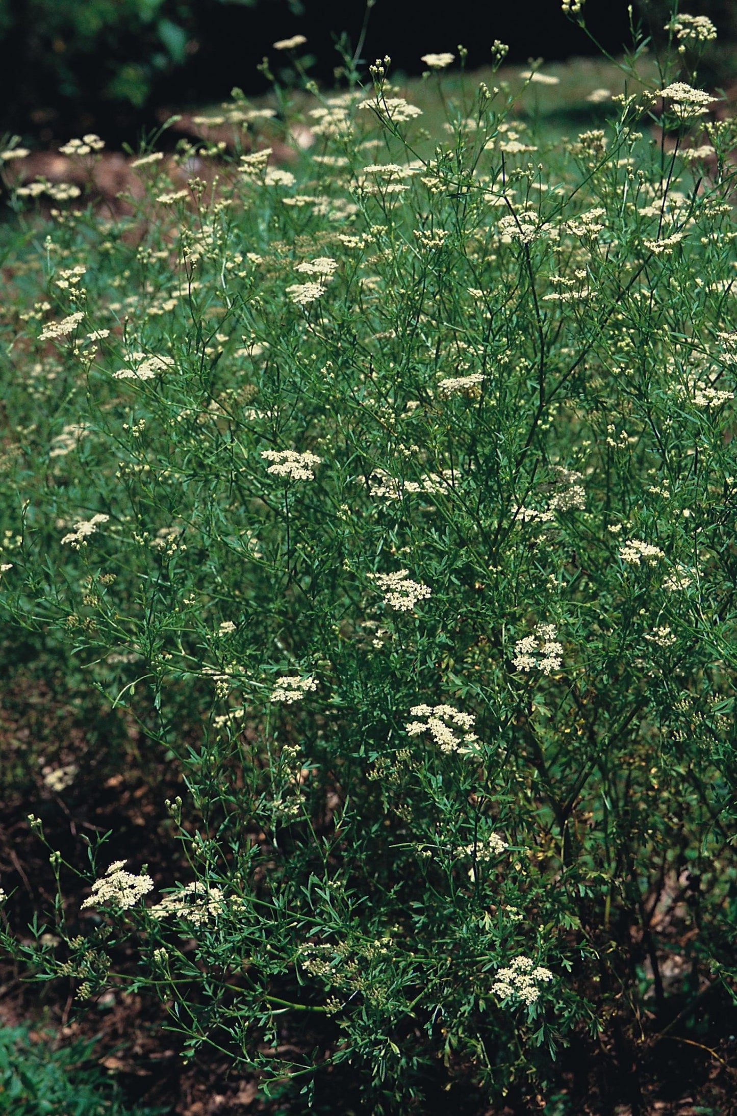 Cumin